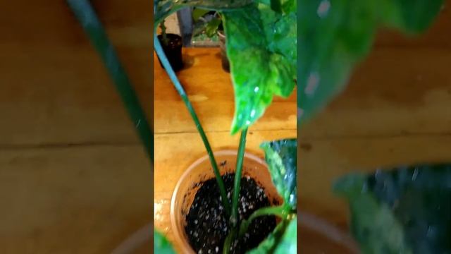 ?сингониум Моттлед Ароухед ?#комнатныецветы #цветы #сингониум смотреть онлайн