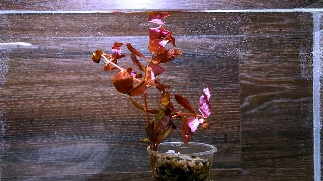 РОТАЛА МАКРАНДРА (ROTALA MACRANDRA) смотреть онлайн