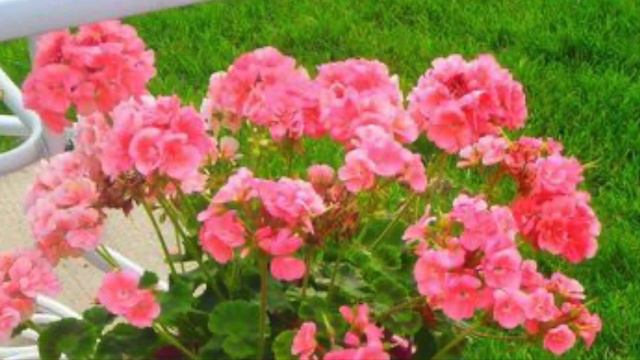 2. GERANIOS. FLORACIONES LARGAS PARA EL JARDIN. смотреть онлайн