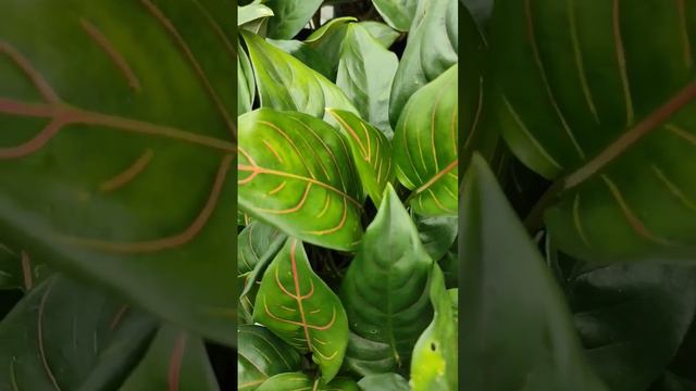 Aglaonema Rotundum Ornamental Plants смотреть онлайн
