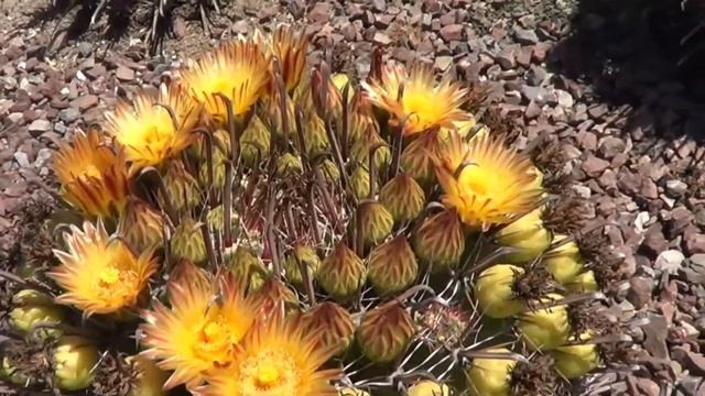 The Plant Traveller: Growing Ferocactus