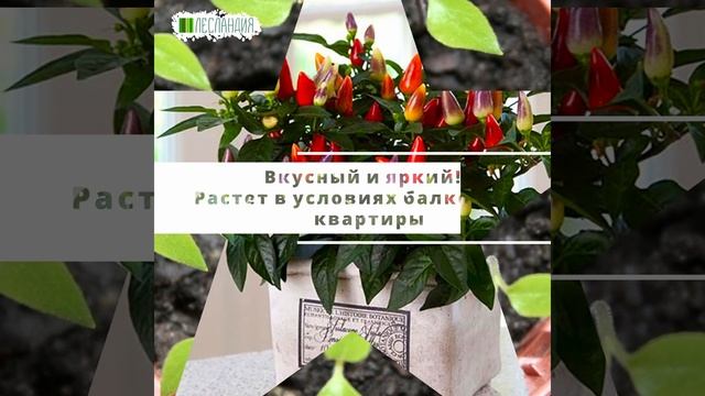 Перец балконно-комнатный Фиеста, Семена смотреть онлайн