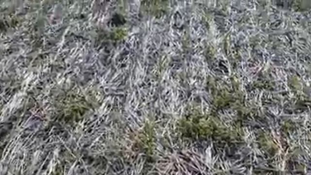 Ранний посев , хорошо или плохо?! No-till 13.05.2020. Состояние посевов льна масляничного смотреть онлайн