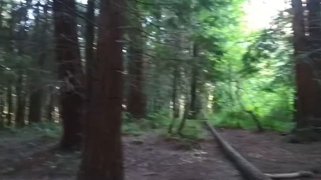 Сочи. Экскурсия по лесу. смотреть онлайн