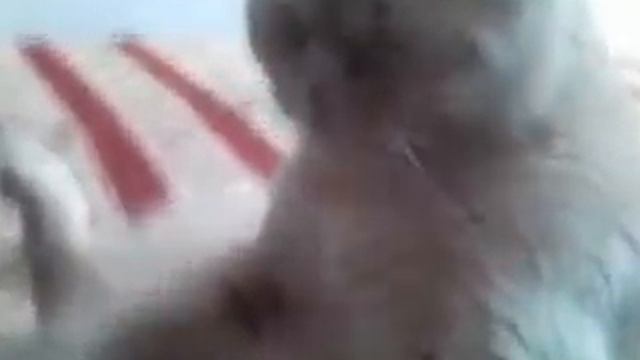 Funny cat смотреть онлайн