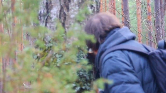 Гриб трутовик, Трутовик березовый смотреть онлайн