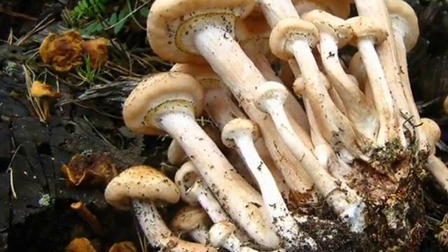 Опята. Где собирать, как сохранить на зиму смотреть онлайн