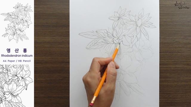 영산홍 그리기 | 연필 스케치와 전사과정 | 보태니컬아트(Botanicalart) 꽃그림 배우기 смотреть онлайн
