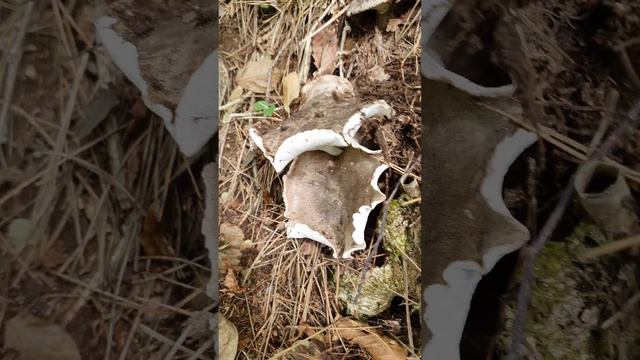 흰굴뚝버섯 ?국디디기 смотреть онлайн