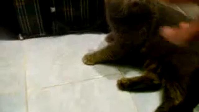 А На 46 Секунде Кот Сказал Давай!!!!.avi смотреть онлайн