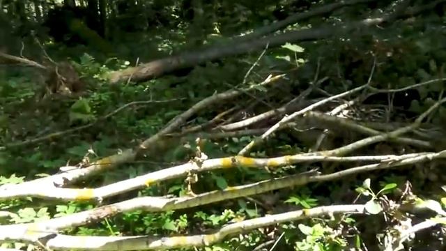 На что обратить внимание, на копе в лесу! смотреть онлайн