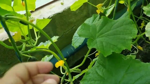 Эффективная формировка огурца СВ 4097 ЦВ смотреть онлайн