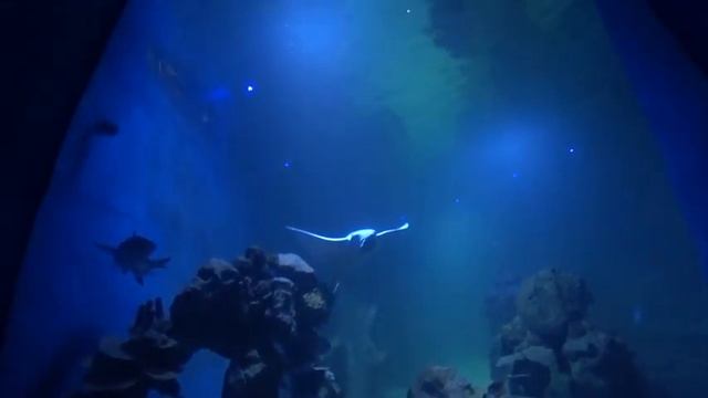 Хургада 2020 - часть 8 - (Hurghada Grand Aquarium) смотреть онлайн