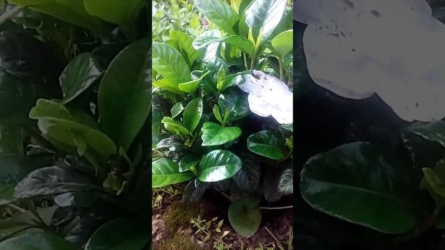 Gardenia bush смотреть онлайн