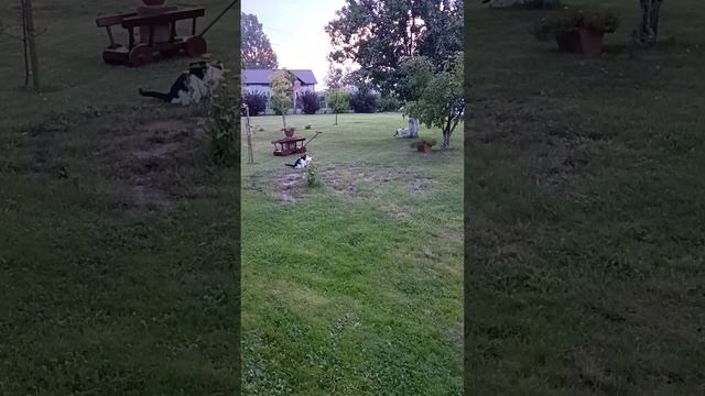 Dron E95 PRO vs kot! смотреть онлайн