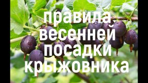 Весенняя посадка крыжовника! ЧТО ВАЖНО ЗНАТЬ!