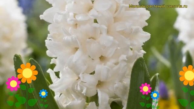 Гиацинт Лувр (Гиацинт Louvre). Краткий обзор, описание характеристик, где купить луковицы Louvre смотреть онлайн