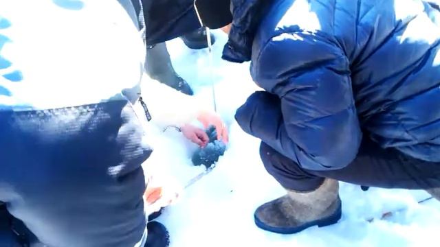 Рыбалка на судака!05.04.2015. смотреть онлайн