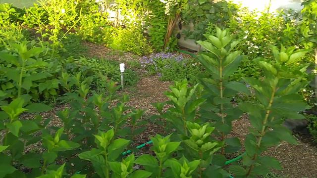 14июня2019 Высокорослые Метельчатые Гортензии 🌱🤗 смотреть онлайн