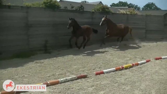 Lot 7 - Filly - Foal femelle - Cornet Obolensky x Annatou Z (Artos Z) смотреть онлайн