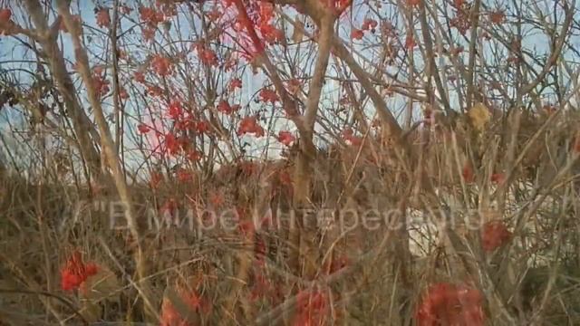 Калина красная для поднятия иммунитета. //Viburnum is red to boost immunity.// смотреть онлайн