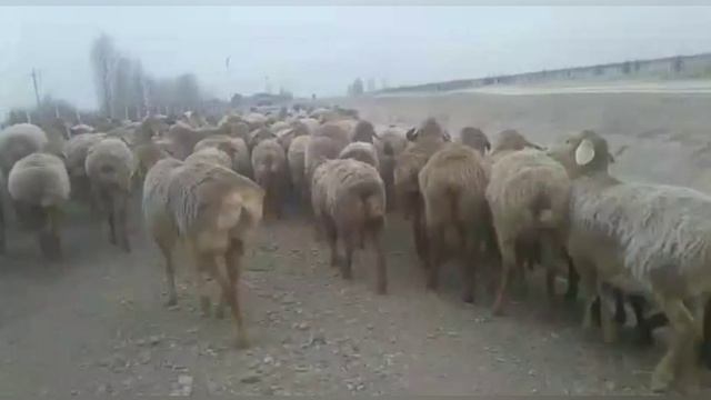 ГИССАРИСКИЕ ОВЦЫ ТАДЖИКИСТАНА.. ГУСФАНДИ ХИСОРИ ТОЧИКИСТОН... смотреть онлайн