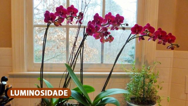 Tipos de ORQUÍDEAS TERRESTRES 🌺🌿 смотреть онлайн