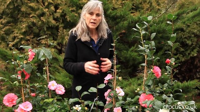 How to grow Camellias | Crocus.co.uk смотреть онлайн