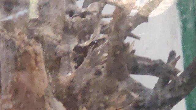 Chennai Trip: Part 9 The difference breed of snakes #viral смотреть онлайн