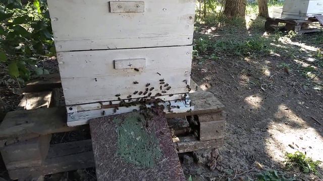 Обьединение пчел через газету прошло как всегда успешно. смотреть онлайн