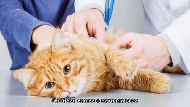 Нотоэдроз у кошек: симптомы и лечение смотреть онлайн