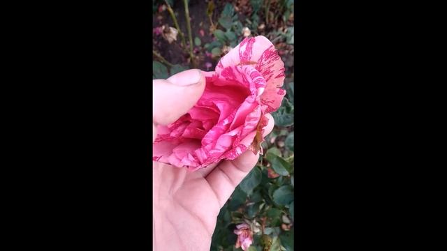 Ред интуишен//Пинк интуишен#роза #чайногибридные #пик #ред #видео #питомникроз #питомникмагияроз смотреть онлайн