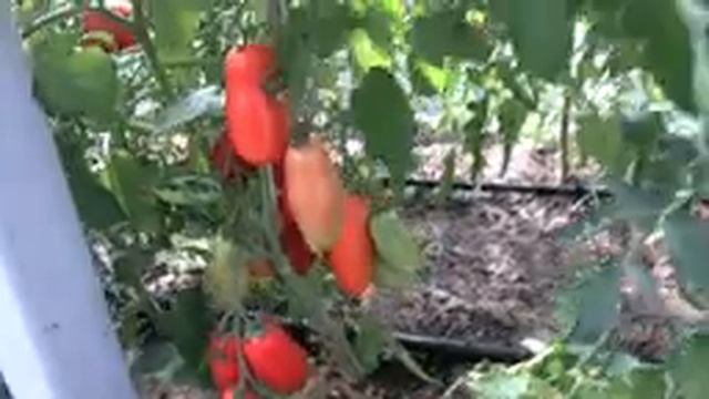 Томат Гаспачо (Королевский сад Ильи Королева) смотреть онлайн