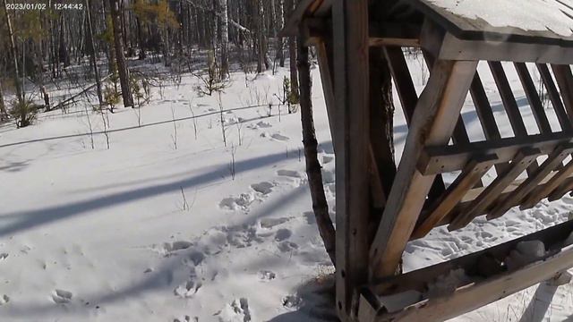 Лесная тайна: тропление лося смотреть онлайн