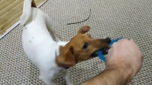 Джек-Рассел - терьер . Jack Russell Terrier. Мертвая хватка.杰克罗素梗 смотреть онлайн