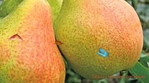 Груша плодовая Гера (pyrus communis) ? плодовая груша Гера обзор: как сажать, саженцы груши Гера