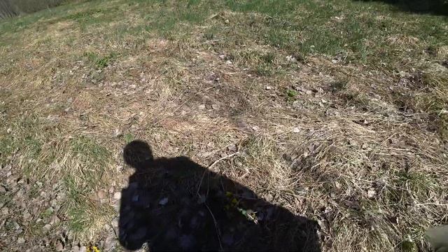 Собираем сныть, листья одуванчика, крапиву, иван-чай и другие травы. 9 мая 2023 2ч смотреть онлайн