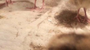 Разведение фазанов. Как ухаживать за птенцами фазана.