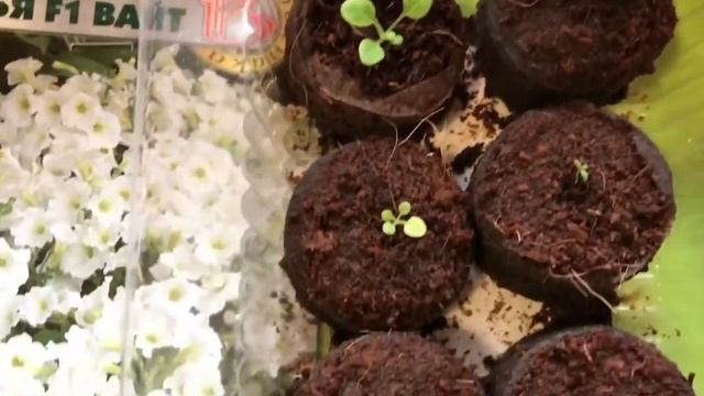 Обзор рассады ПЕТУНИИ, КОЛЕУСА, ПРИМУЛЫ ,САЛЬВИИ на сегодняшний день !#рассадацветов#посевыянварь смотреть онлайн