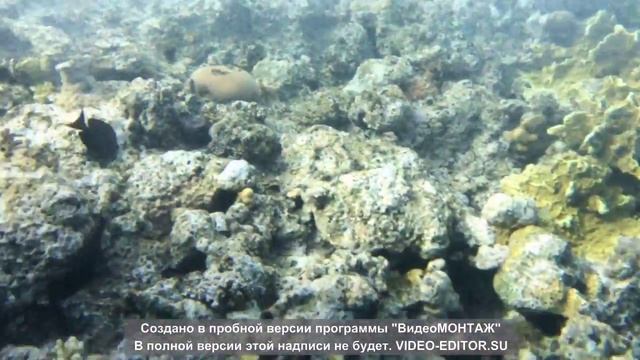 съемка под водой через IPhone чехол Lifeproof