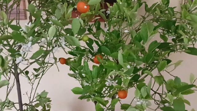 Цветение цитрусовых смотреть онлайн