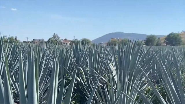 Jake Lustig on Agave Reproduction GERMAN смотреть онлайн