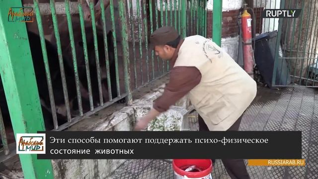 В Египетском зоопарке помогают животным пережить карантин смотреть онлайн