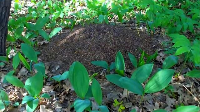 Ландыши цветы смотреть онлайн