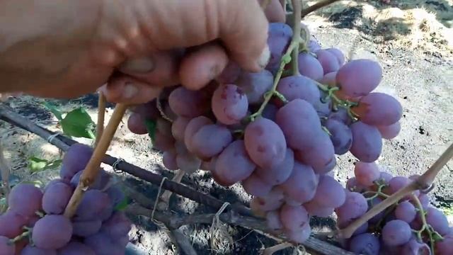 Виноград Фавор крупноплодный сорт. смотреть онлайн