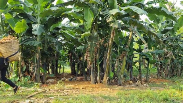 Harvest litchi, bring to market to sell _ grow fruit trees , my daily life | Chuc Thi Duong