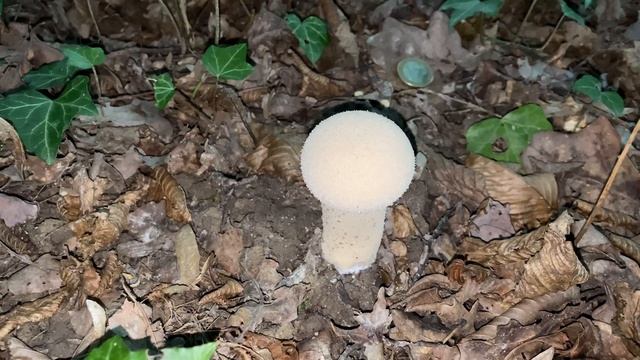 Lycoperdon excipuliforme, September 17, 2022 смотреть онлайн