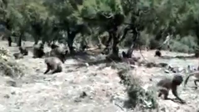 Gelada Baboons, Simien Mountains, Ethiopia смотреть онлайн
