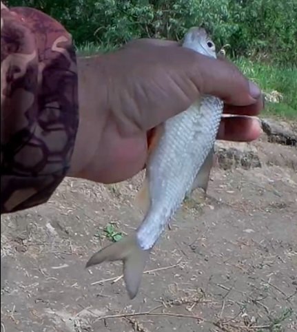 ловля плотвы весной смотреть онлайн