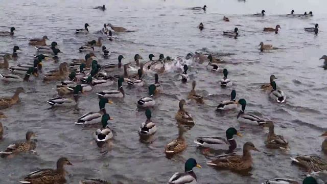 Виноградовский мост г. Красноярск смотреть онлайн